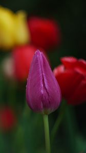 Превью обои тюльпаны, цветы, растение, яркий