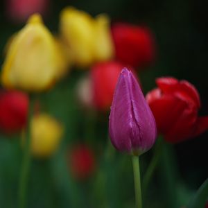 Превью обои тюльпаны, цветы, растение, яркий