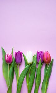 Превью обои тюльпаны, цветы, растения, цветение, весна