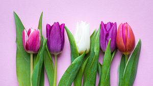 Превью обои тюльпаны, цветы, растения, цветение, весна