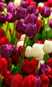 Превью обои тюльпаны, цветы, растения, разноцветный