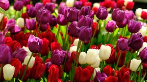 Превью обои тюльпаны, цветы, растения, разноцветный