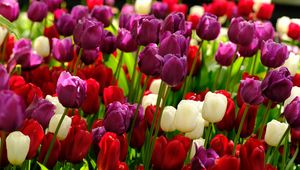 Превью обои тюльпаны, цветы, растения, разноцветный