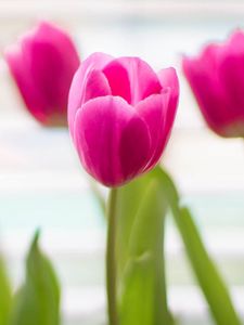 Превью обои тюльпаны, цветы, размытие, лепестки, розовый