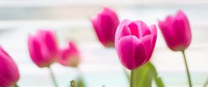 Превью обои тюльпаны, цветы, размытие, лепестки, розовый