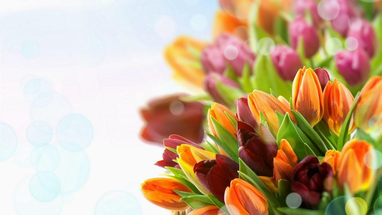 Обои тюльпаны, цветы, разноцветные, крупный план