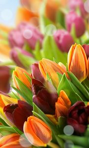 Превью обои тюльпаны, цветы, разноцветные, крупный план