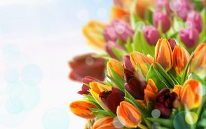 Превью обои тюльпаны, цветы, разноцветные, крупный план