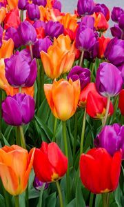 Превью обои тюльпаны, цветы, разноцветный, цветение