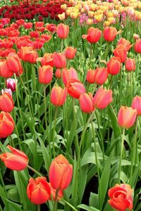 Превью обои тюльпаны, цветы, разные, много, клумба, весна