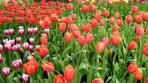 Превью обои тюльпаны, цветы, разные, много, клумба, весна