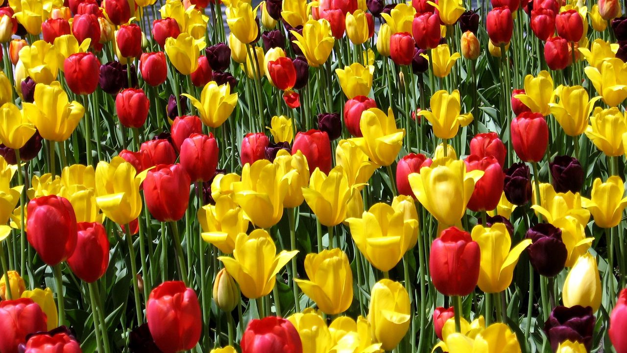 Обои тюльпаны, цветы, разные, солнечно, весна, настроение