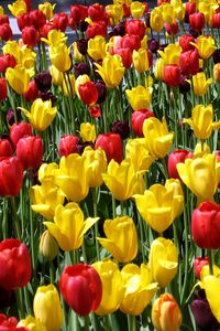 Превью обои тюльпаны, цветы, разные, солнечно, весна, настроение
