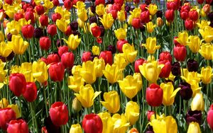 Превью обои тюльпаны, цветы, разные, солнечно, весна, настроение