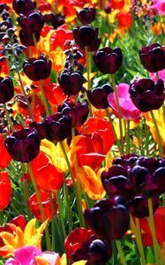 Превью обои тюльпаны, цветы, разные, яркие, клумба, солнечно