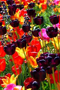 Превью обои тюльпаны, цветы, разные, яркие, клумба, солнечно