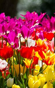 Превью обои тюльпаны, цветы, разные, клумба, солнечно