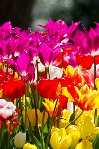 Превью обои тюльпаны, цветы, разные, клумба, солнечно