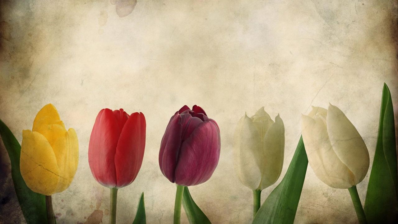 Обои тюльпаны, цветы, ряд, бумага