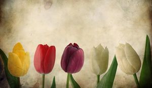 Превью обои тюльпаны, цветы, ряд, бумага