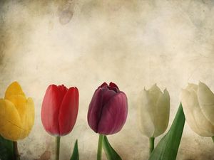 Превью обои тюльпаны, цветы, ряд, бумага