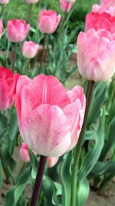 Превью обои тюльпаны, цветы, розовые, клумба, зелень