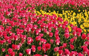 Превью обои тюльпаны, цветы, розовые, желтые, клумба