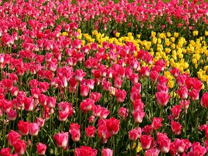 Превью обои тюльпаны, цветы, розовые, желтые, клумба