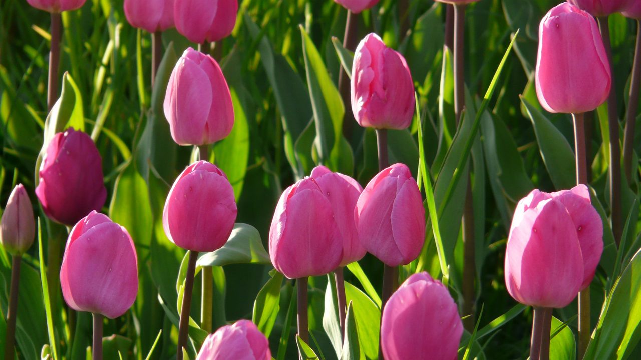 Обои тюльпаны, цветы, розовый, клумба