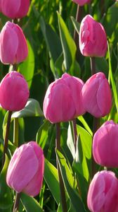 Превью обои тюльпаны, цветы, розовый, клумба