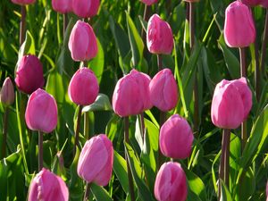 Превью обои тюльпаны, цветы, розовый, клумба