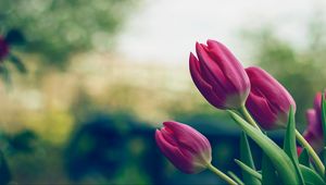 Превью обои тюльпаны, цветы, розовый