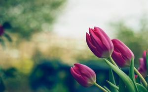 Превью обои тюльпаны, цветы, розовый