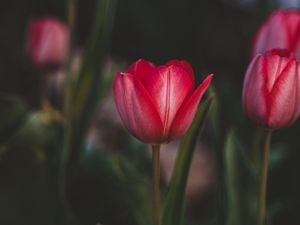 Превью обои тюльпаны, цветы, розовый, цветение, растение