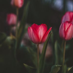 Превью обои тюльпаны, цветы, розовый, цветение, растение