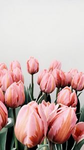 Превью обои тюльпаны, цветы, розовый, цветение