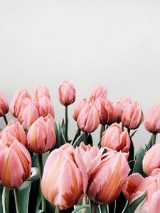 Превью обои тюльпаны, цветы, розовый, цветение