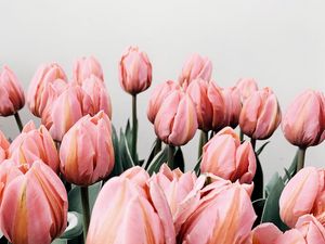 Превью обои тюльпаны, цветы, розовый, цветение