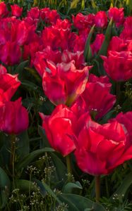 Превью обои тюльпаны, цветы, розовый, весна