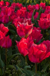 Превью обои тюльпаны, цветы, розовый, весна