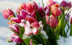 Превью обои тюльпаны, цветы, снег, холод