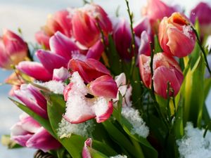 Превью обои тюльпаны, цветы, снег, холод