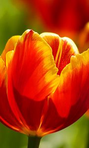 Превью обои тюльпаны, цветы, солнечно, яркие