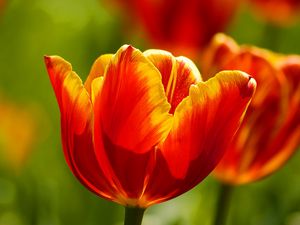 Превью обои тюльпаны, цветы, солнечно, яркие