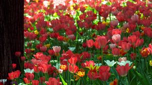 Превью обои тюльпаны, цветы, солнечно, зелень, парк
