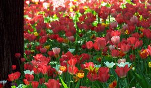 Превью обои тюльпаны, цветы, солнечно, зелень, парк