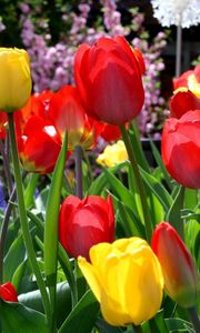 Превью обои тюльпаны, цветы, солнечно, клумба, весна