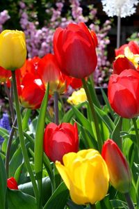 Превью обои тюльпаны, цветы, солнечно, клумба, весна