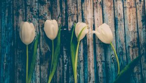 Превью обои тюльпаны, цветы, стебель