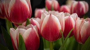 Превью обои тюльпаны, цветы, стебли, растения, природа